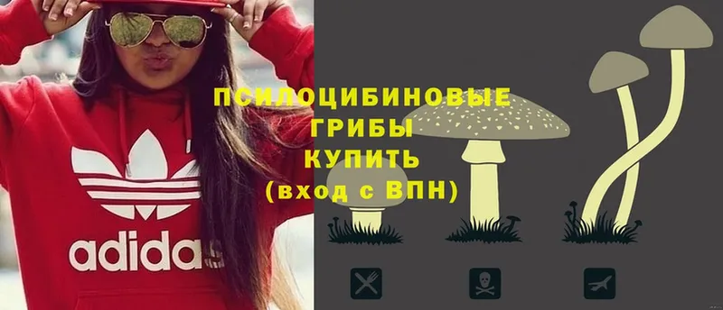 blacksprut ссылка  Красный Сулин  Псилоцибиновые грибы прущие грибы 